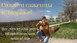 Что нужно знать об органическом виноделии?
Сажаем саженцы в "Бюрнье"!