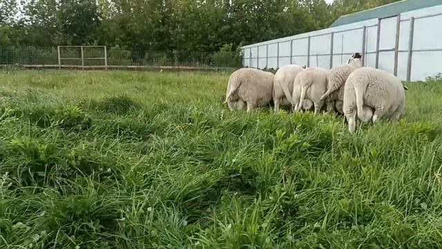 ДОРПЕР. Как выбрать?!