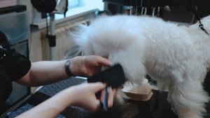 Первый груминг салон BARBERDOG в городе Хабаровск!