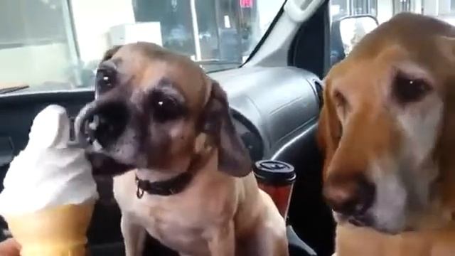 Как собаки едят мороженное смотреть онлайн