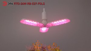 Фитолампа для растений светодиодная ЭРА FITO-24W-RB-E27-FOLD 3-х лепестковая красно-синего спектра