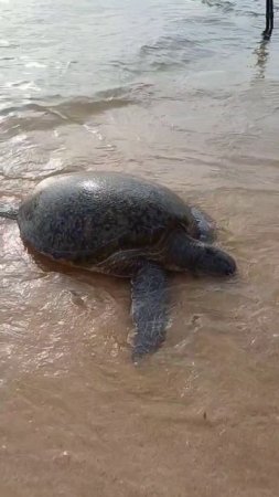 Поймали морскую черепаху.