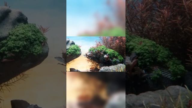 Аквариум дорога