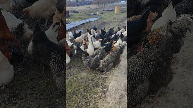 Куры🐔🐓 на вольном выгуле