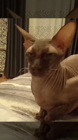 Кот Аватар