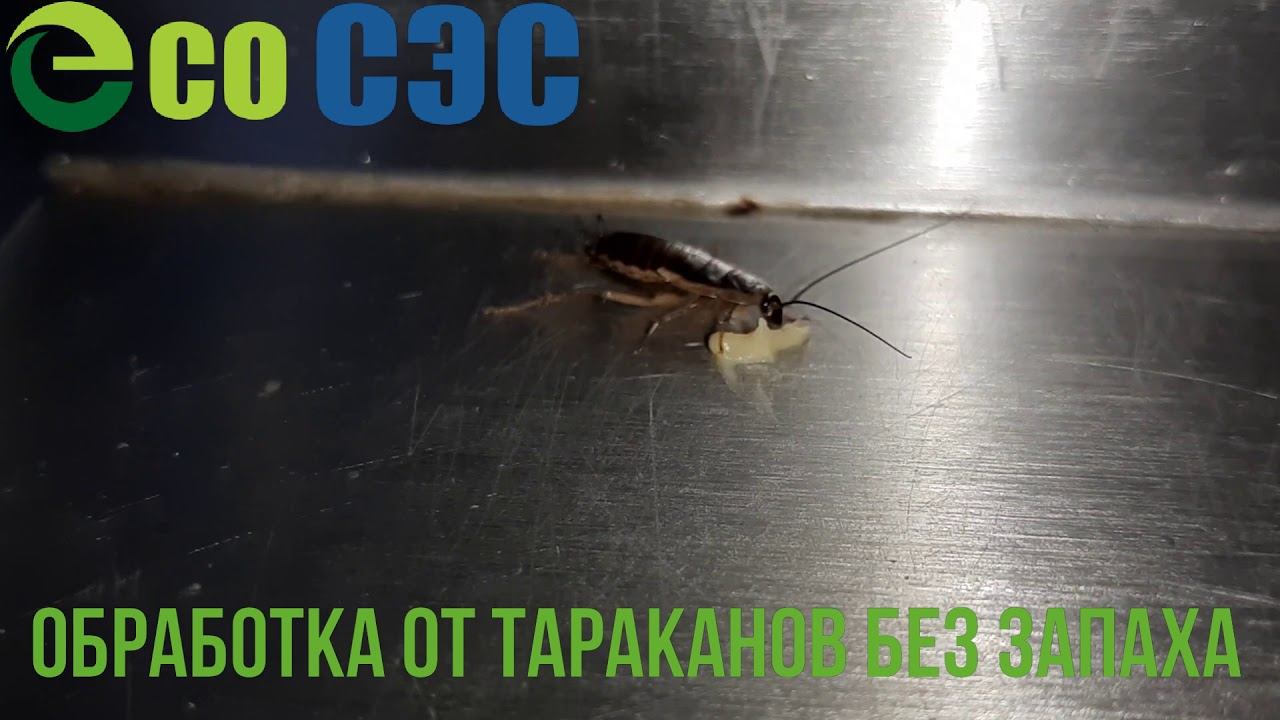 Дезинсекция от тараканов без запаха с гарантией!