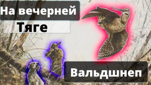 Весна 2021 открытие охоты на вальдшнепа