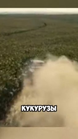 “Интерстелларе” настоящий кукурузный урожай.