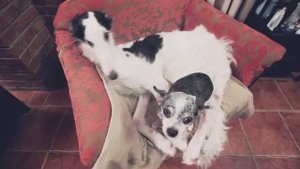 Мои питомцы: собака-дроид и другие обитатели домашнего зоопарка 🤖🐾