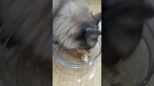 Кошка ест пельмени