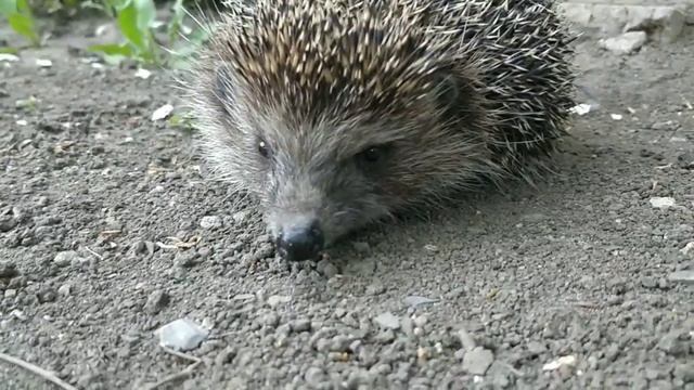 Ежик в гостях