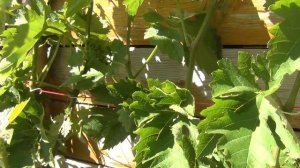 ЖИРУЮЩИЕ и холостые ПОБЕГИ.  Вред или ПОЛЬЗА?