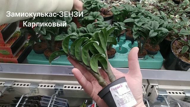 ЗАМИАКУЛЬКАС ЗЕНЗИ КАРЛИКОВЫЙ !