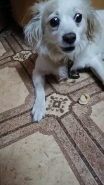 Чоп Пончик смотреть онлайн