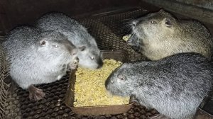 НУТРИИ: драка за еду. Посадила клубнику. Илья с Туманом наводят порядок в сеннике. 05.04.25