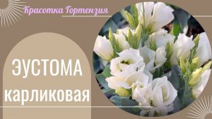 Эустома карликовая 🌺😍