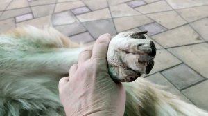 как мучилась моя собака пока я не сделала это