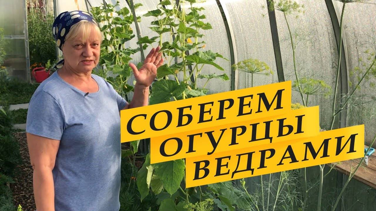 Как правильно формировать огурцы для большого урожая. смотреть онлайн