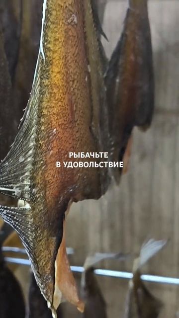 Вкусный вяленый Мурманский ёрш.