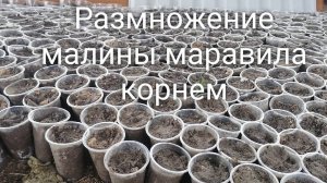 Размножение малины корнем. Мой опыт май 2022 год.