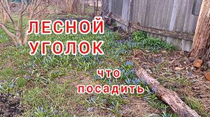 Тенелюбивая природа на вашем участке / Garden design