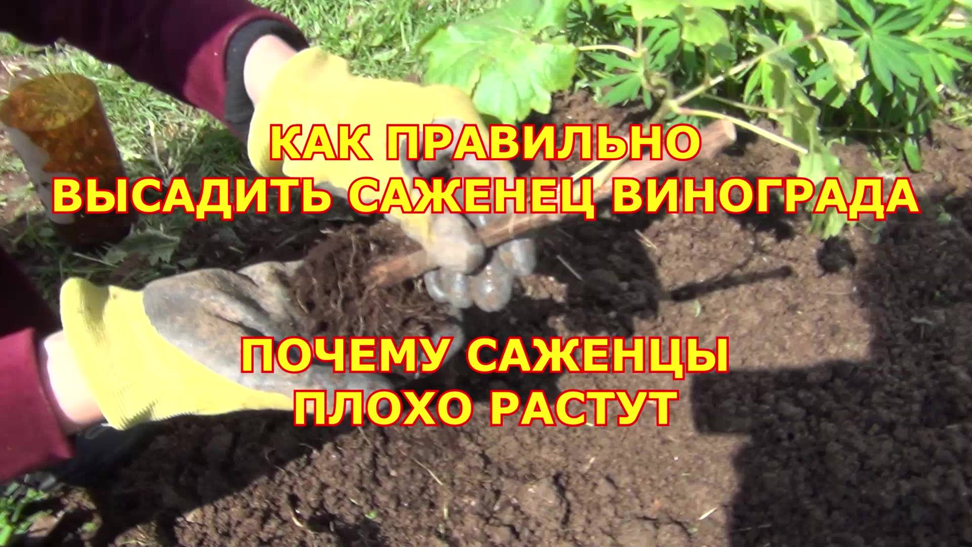 ПОЧЕМУ САЖЕНЦЫ ВИНОГРАДА ПЛОХО РАСТУТ и КАК ПРАВИЛЬНО ВЫСАЖИВАТЬ САЖЕНЦЫ