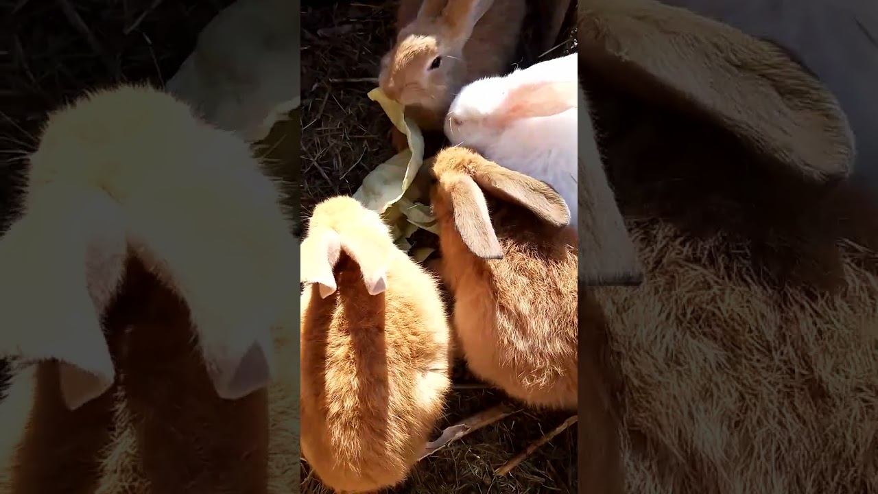 Кролики. Солнечные зайчики  #bunny #rabbitry #animals #rabbitfarming #farming #rabbitbreeds #cute