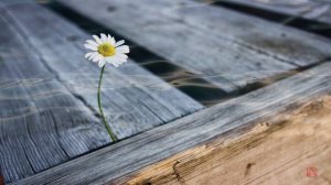 Смиренномудрый царь