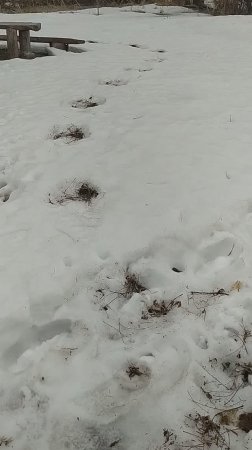 Кто знает, что это за круги на полях?
