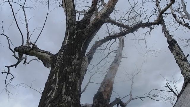Францевка деревня в Любинском районе Омской области/Frantsevka Is A Village In The Omsk Region