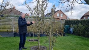 Карликовые груши #груша