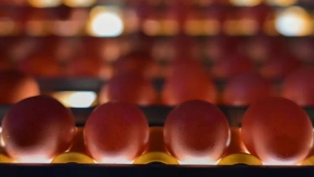 Закупки США яиц из Турции привели к резкому росту цен на них внутри республики.