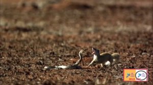 mongoose vs snake cobra 2022 || king cobra vs mongoose real new fight 2022 || BBC Animals Life.