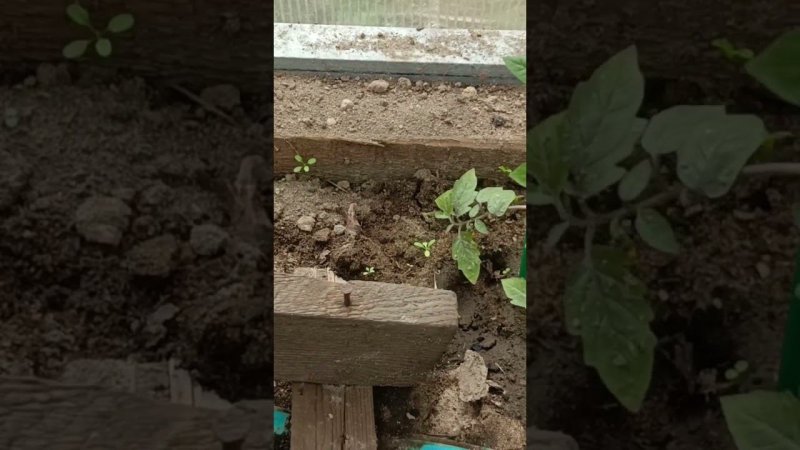 установила колышки для томатов.