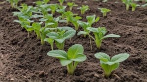 Гибрид огурца Настя f1 правила посадки, выращивания и ухода - Овощи