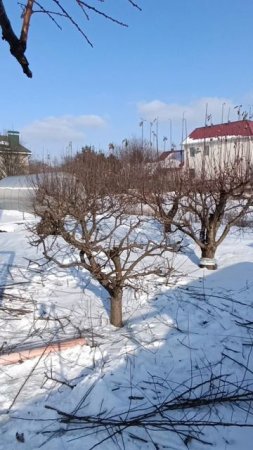 подрезка яблони