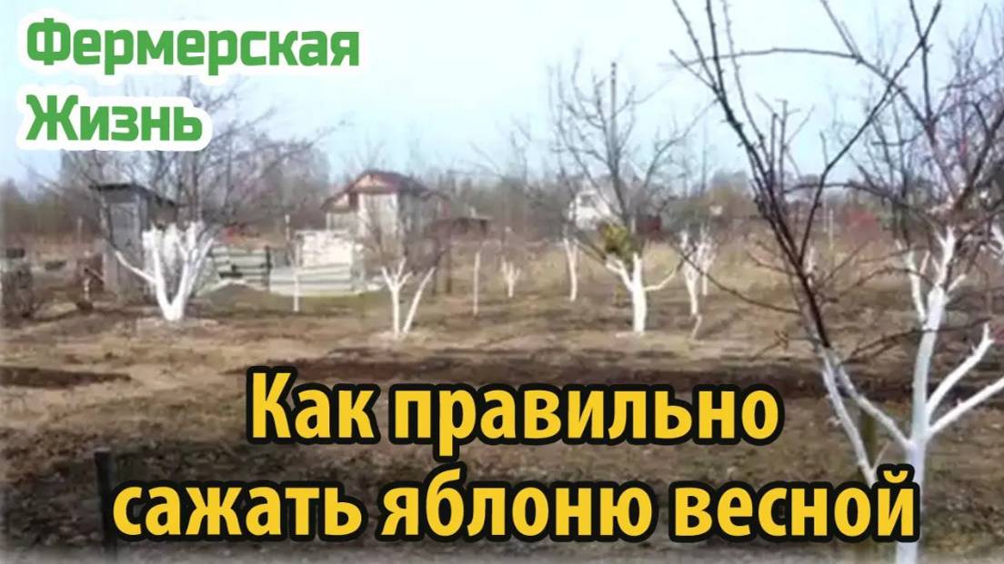 Как правильно нужно сажать яблоню весной