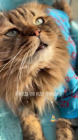 Надо быть внутри счастливым!😻 #котики #счастье #милота