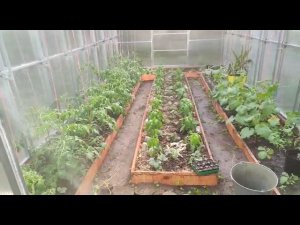 пока так поливаем теплицу