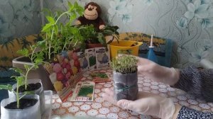 УЛИТКА -СТАКАНЧИК ДЛЯ РАССАДЫ!!!