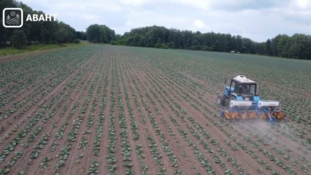 Работа автопилота на МТЗ при междурядной обработке капусты смотреть онлайн