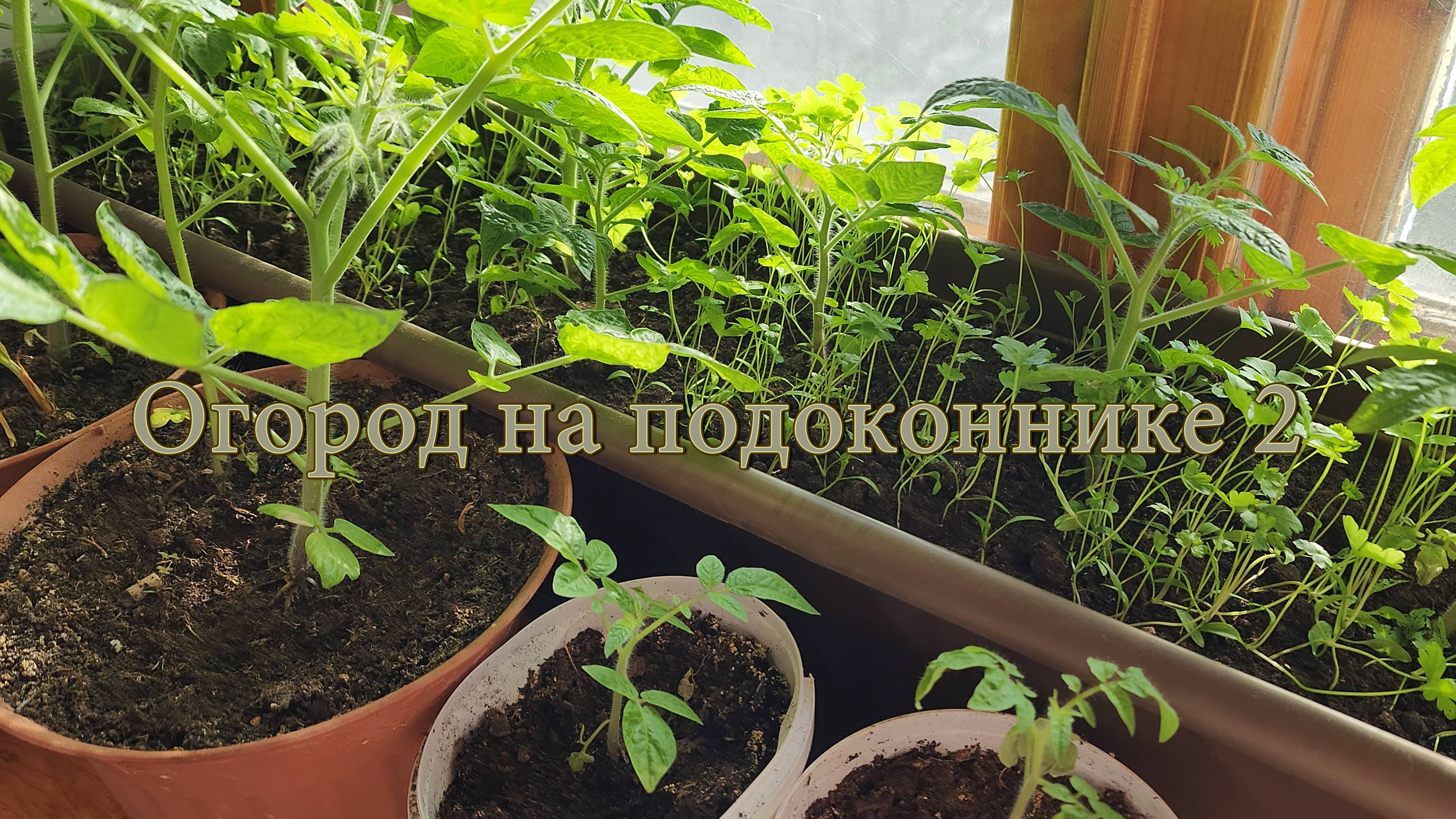Огород на подоконнике 2