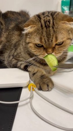 Милая шотландская вислоухая кошка 🐱