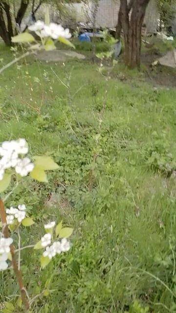 07.04.2025 груша Талгарская красавица