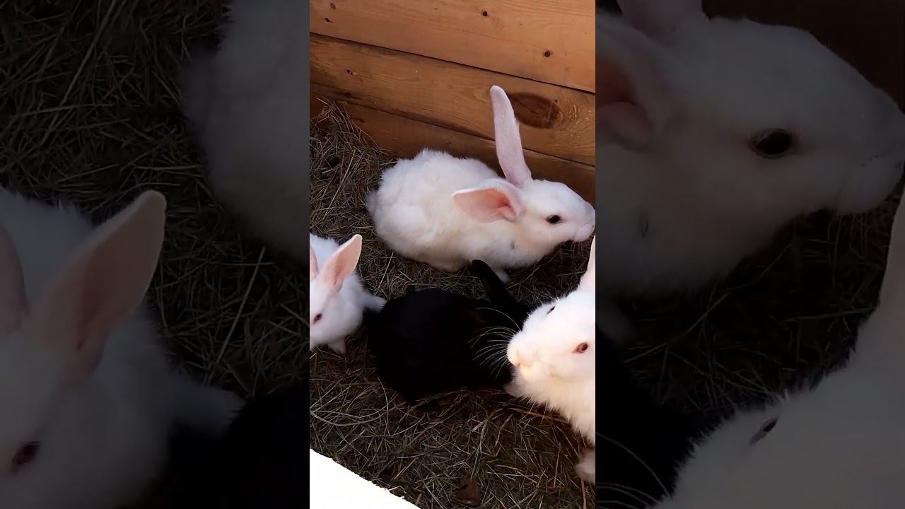 Кролики России. Молодой да ранний. #rabbitry #animals #rabbitfarming #farming #rabbitbreeds #cute