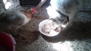 Загородная жизнь Воспоминания о лете #жизньзагородом #моёхозяйство #моипитомцы #лето #summer #myfarm