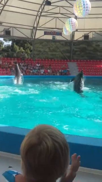 Дельфинарий Акварель Алушта смотреть онлайн