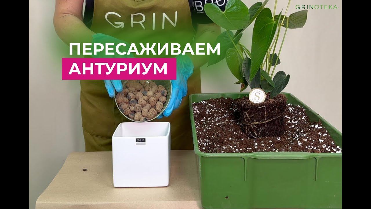 Антуриум пересадка