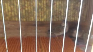 Благовещенье/выпускаю птиц
Джурбай и полевик