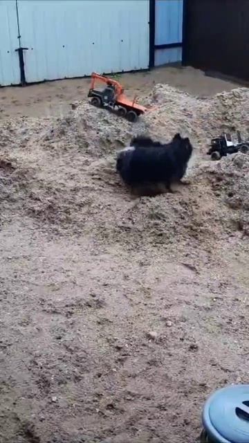 как газ-66 гоняет собак смотреть онлайн